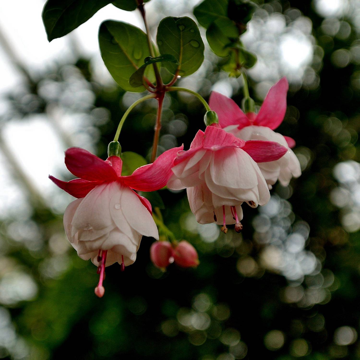 dsc_6241.jpg