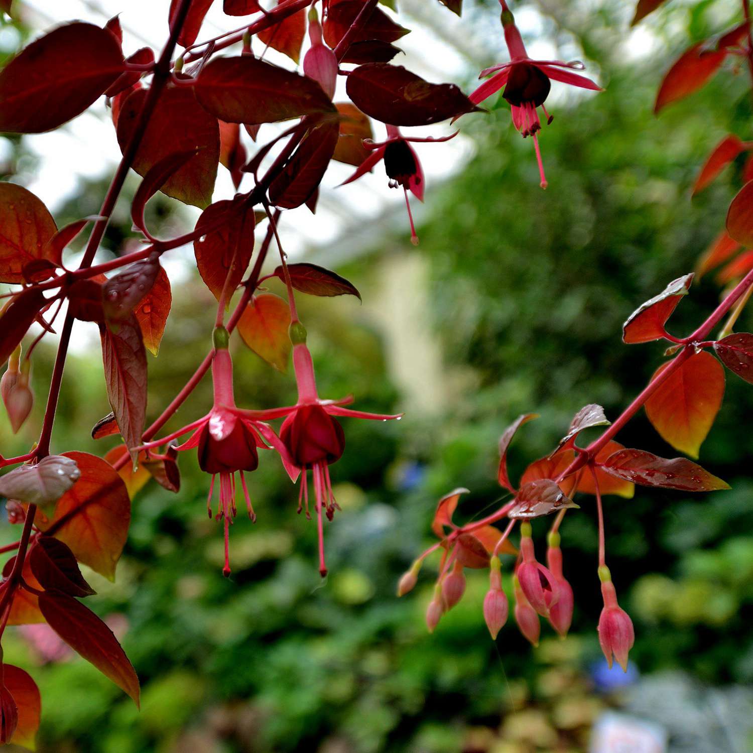 dsc_6244a.jpg