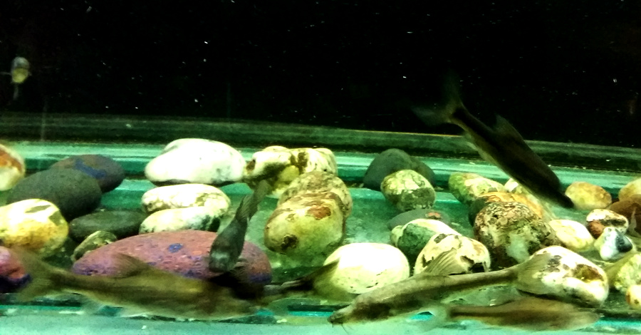 20160218_155318_.jpg