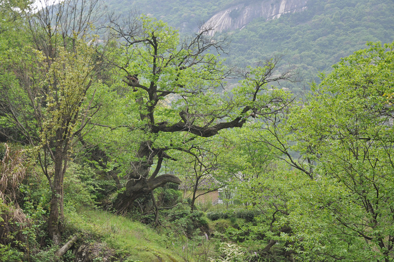 dsc_0186_副本.jpg