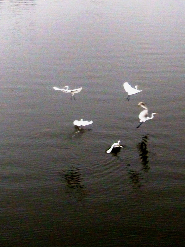 dscf0732.jpg