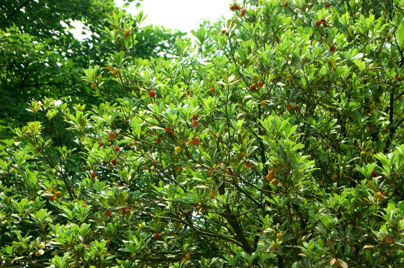 dsc08385_.jpg