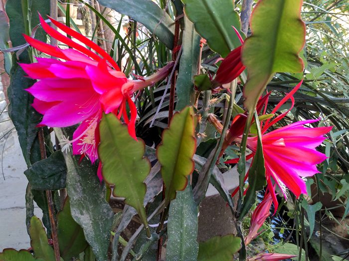 img_20160607_095447_hdr.jpg
