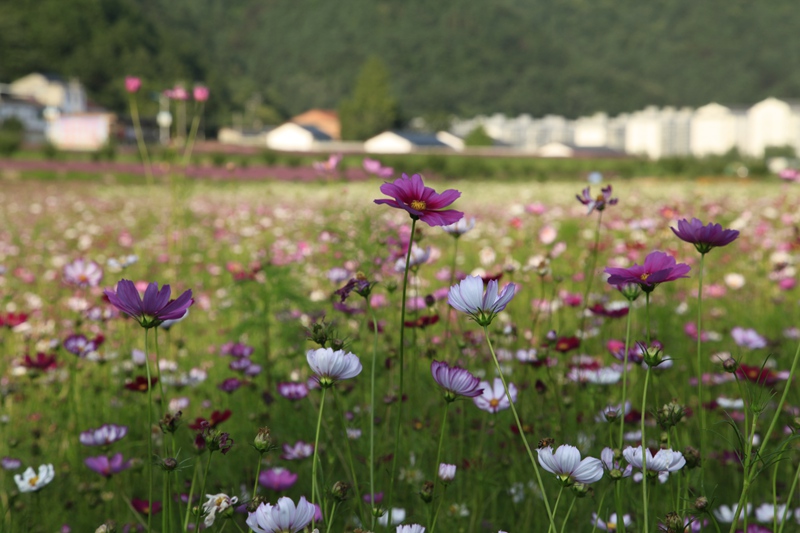 _mg_8812.jpg