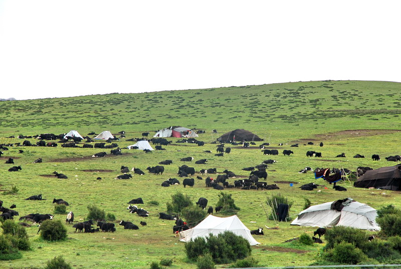 dsc_0049.jpg