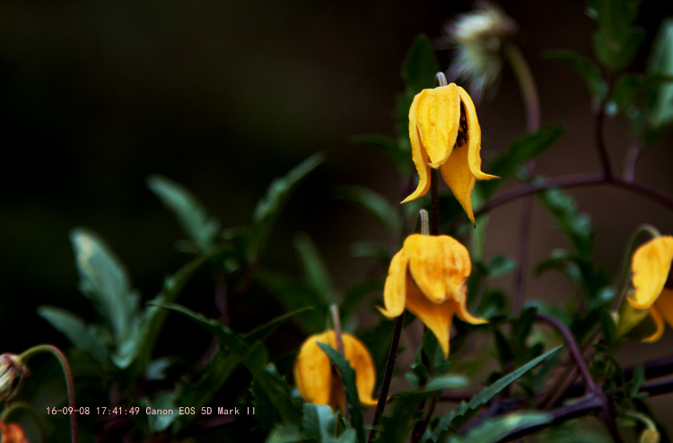 img_3517_.jpg