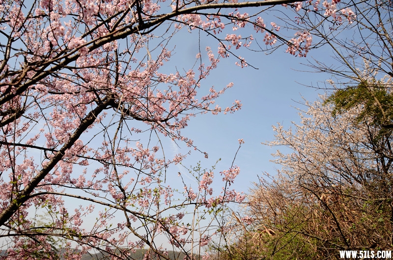 DSC_8236__.jpg