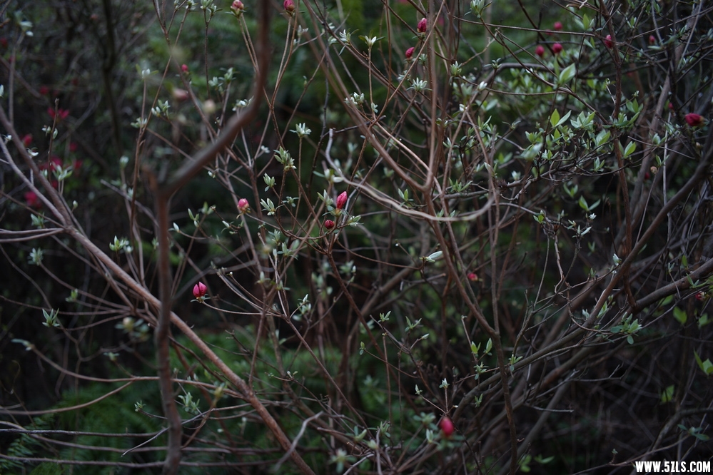 DSC03747.JPG