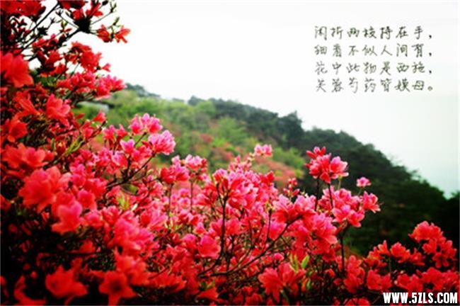 t0160a25584b5753a97.jpg