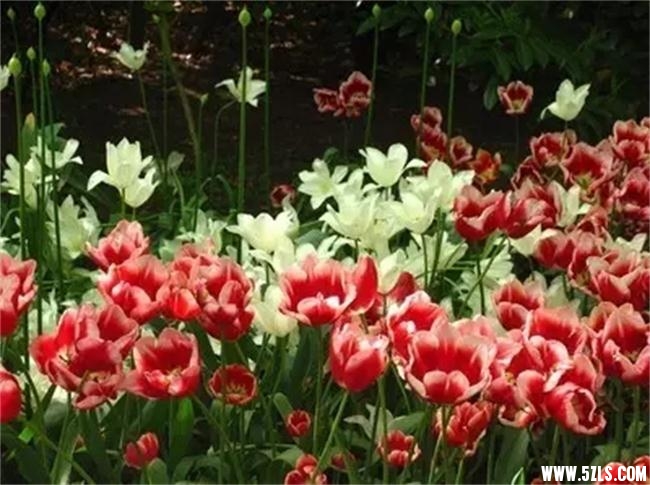 6402.webp.jpg