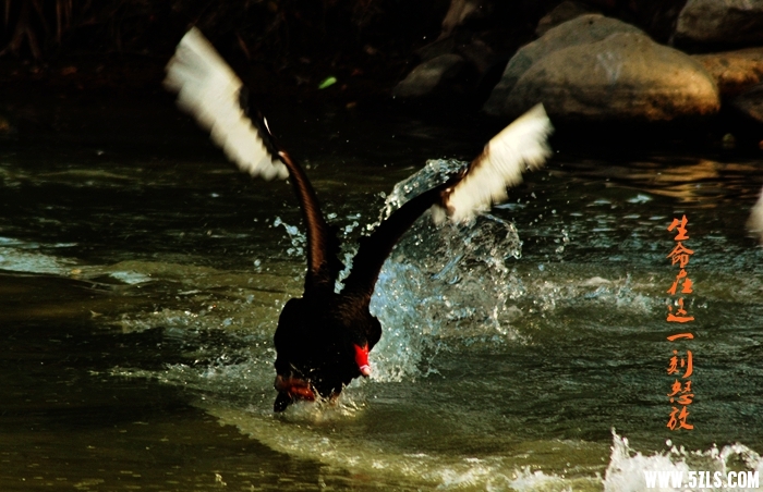 DSC_0796.JPG