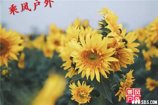 QQ图片20160923123550.jpg