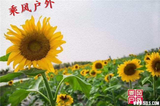 QQ图片20160923123523.jpg