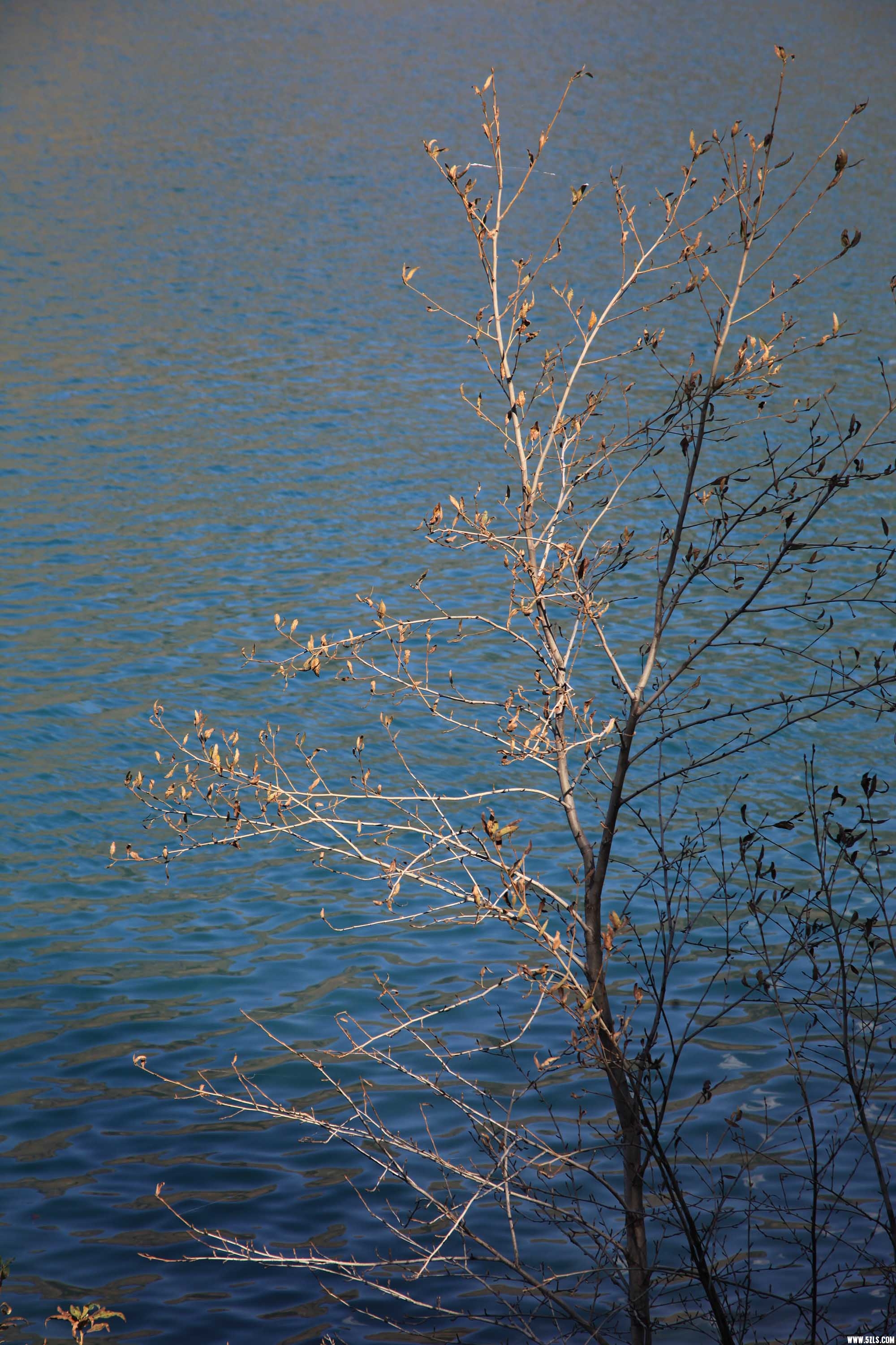 IMG_3485x.jpg
