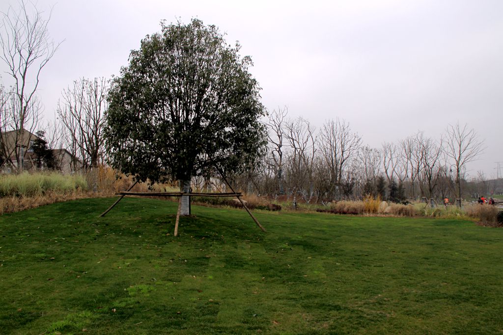 dlt 156_.jpg