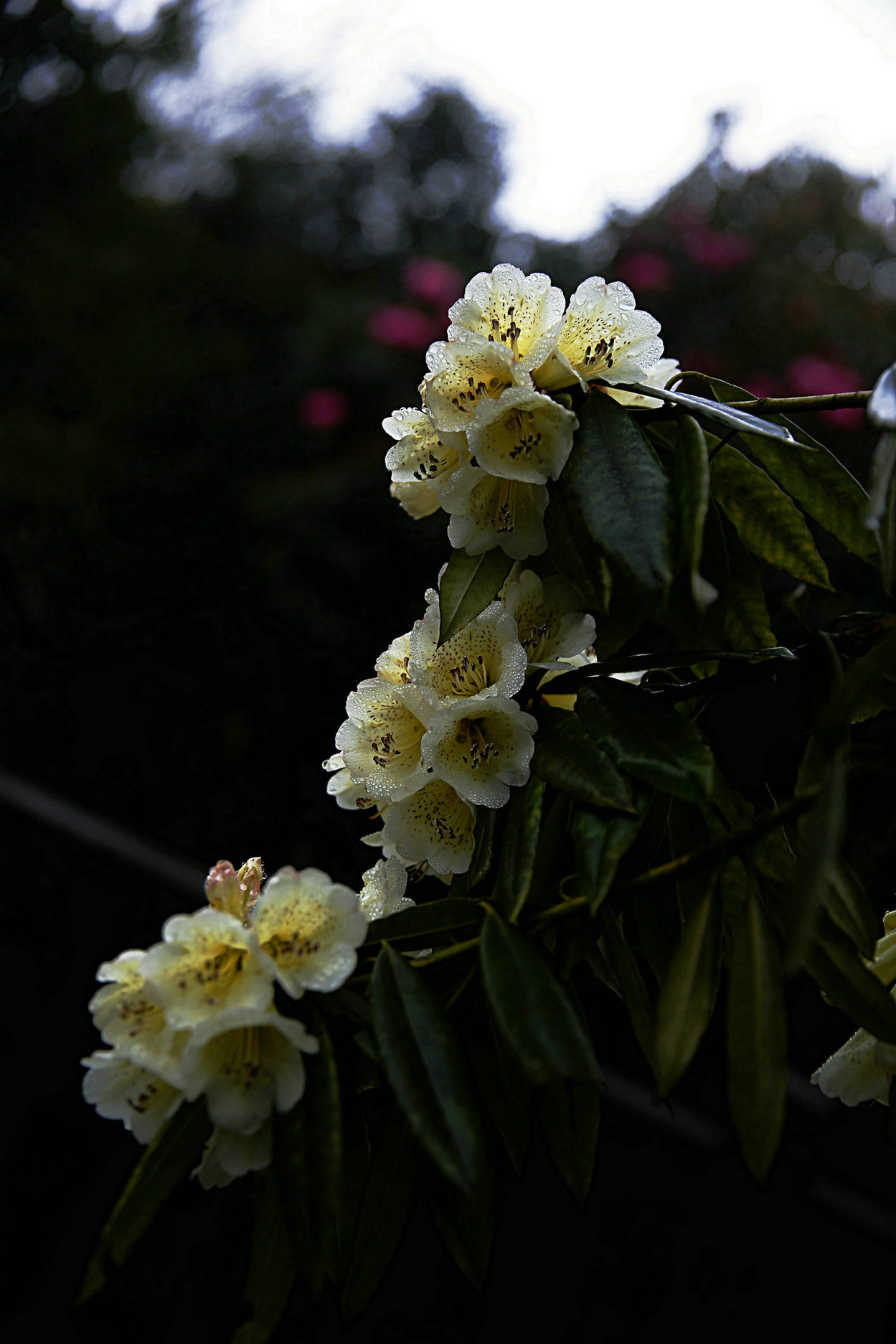 _45a9559.jpg