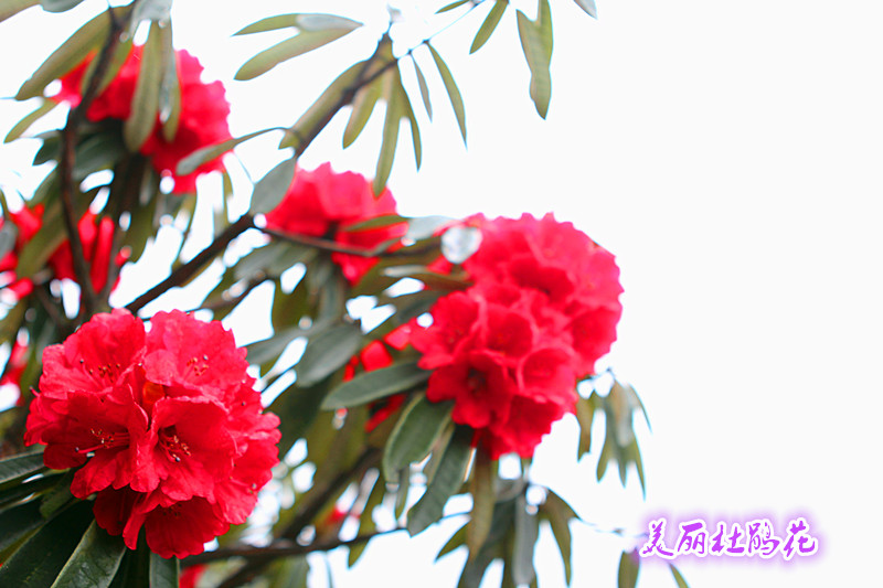 img_8950_副本1234.jpg