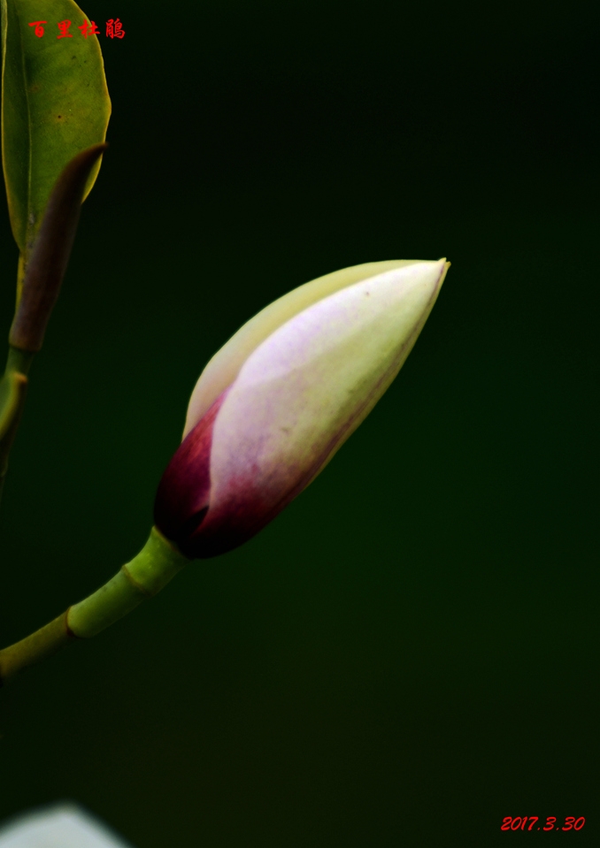 dsc_6278.jpg