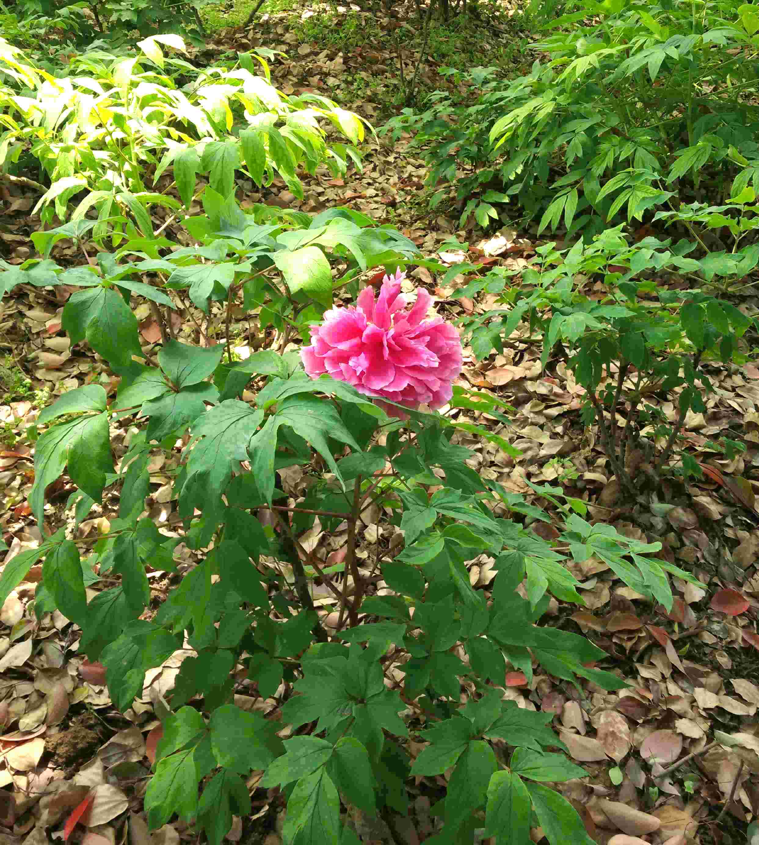 img_20170415_113152.jpg