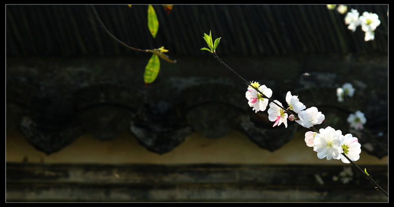 img_6919_副本2_副本.jpg