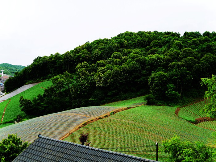 p1390188_副本_副本.jpg