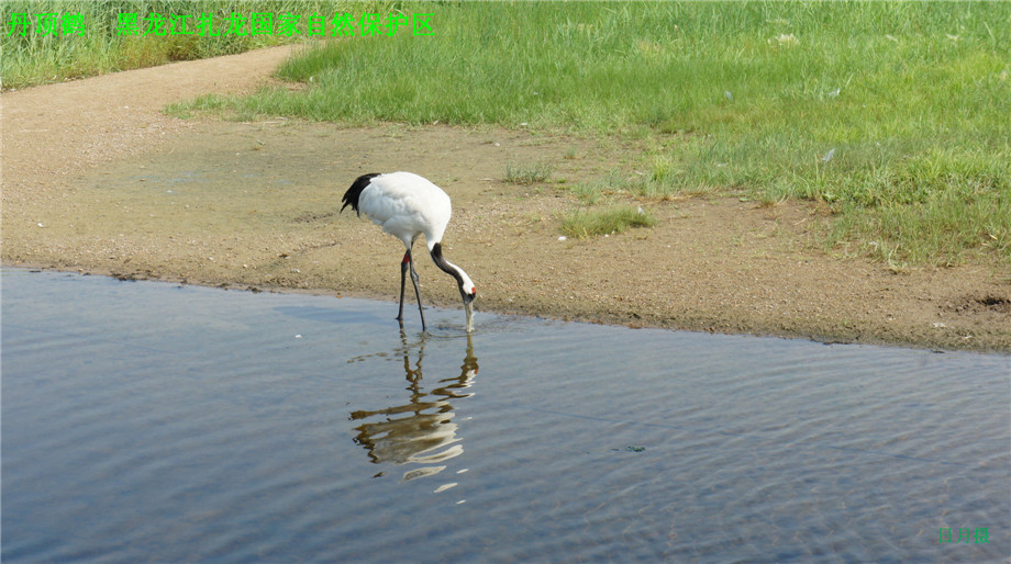 dsc01603_.jpg