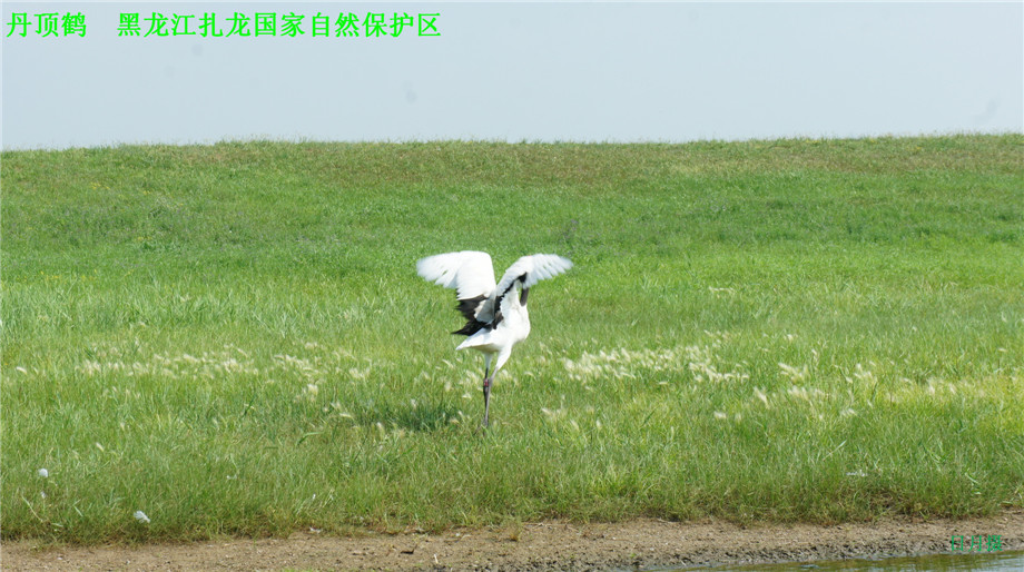dsc01629_.jpg