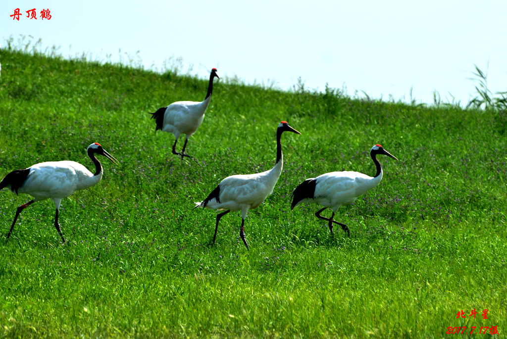 dsc_8590.jpg
