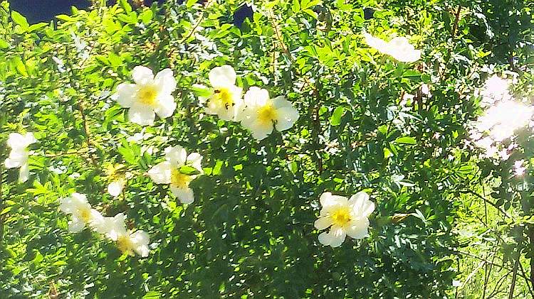 新疆花草（溲疏）004.jpg