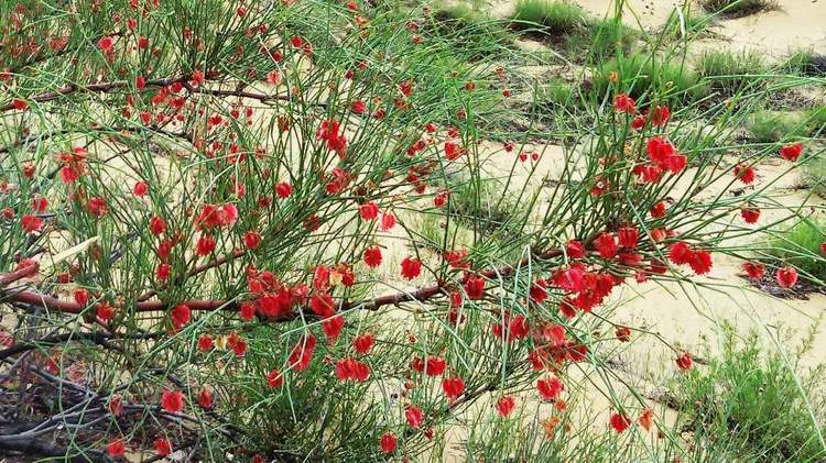新疆花草（沙拐枣）002.jpg