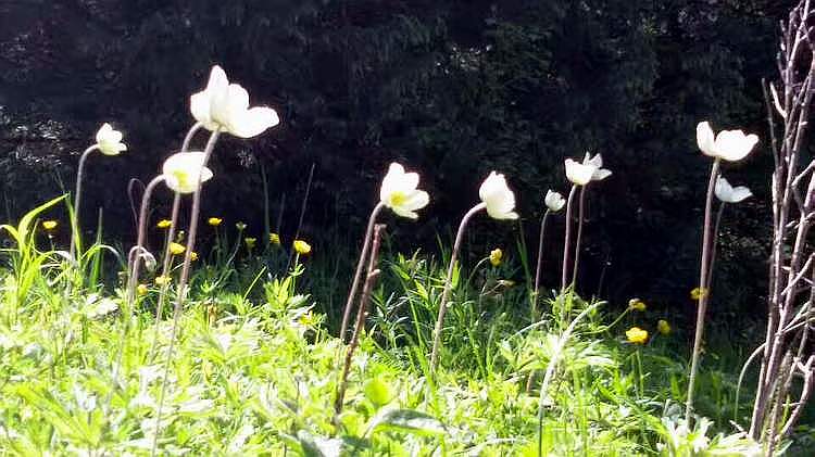 新疆花草（阿尔泰银莲花）.jpg