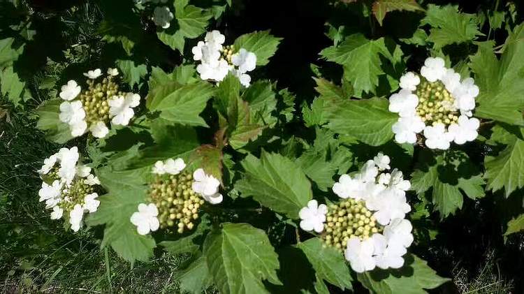 新疆花草（欧洲荚蒾）002.jpg