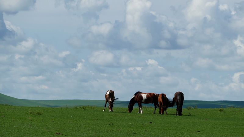 _1020060_.jpg