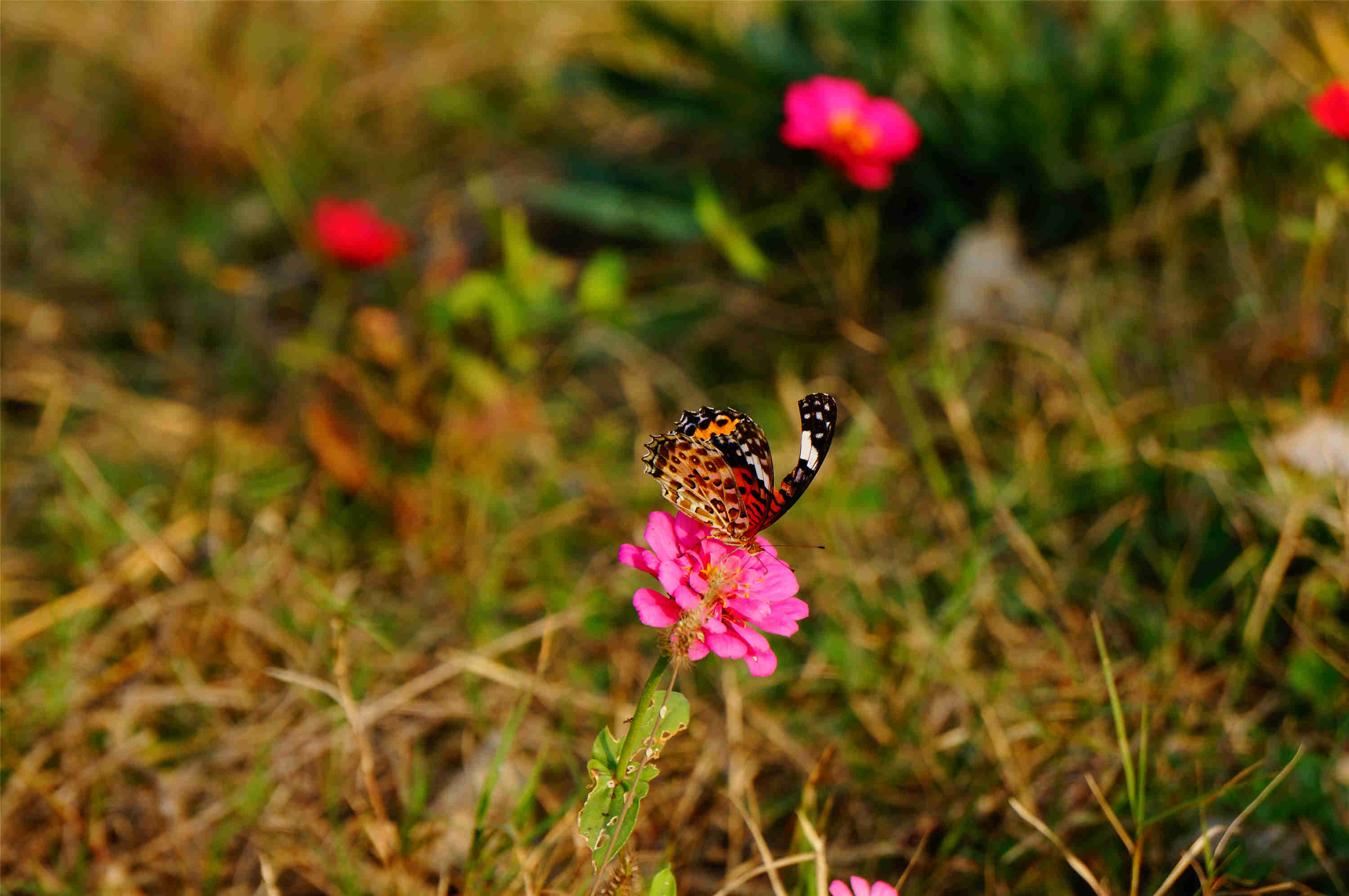 dsc03488.jpg