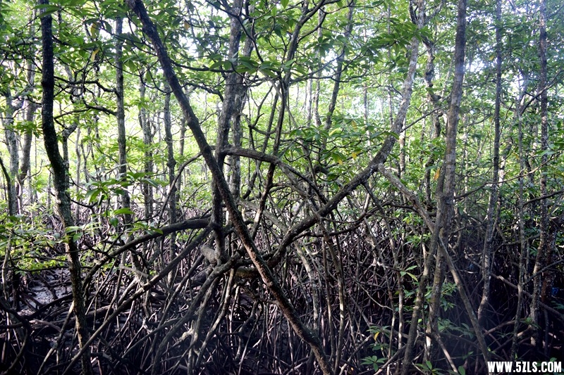 DSC_7085.JPG