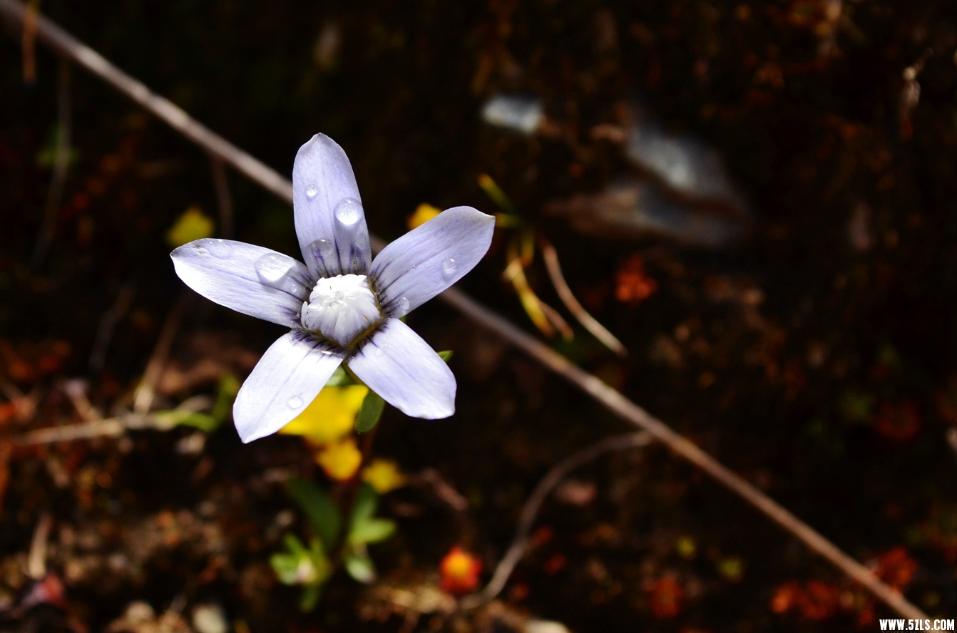 DSC_0809.jpg