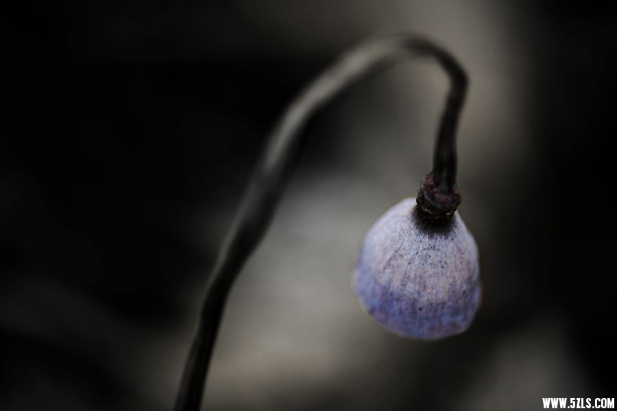 _DSC7574__.jpg