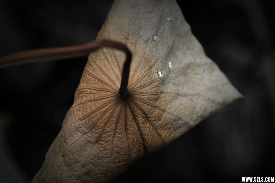 _DSC7603__.jpg