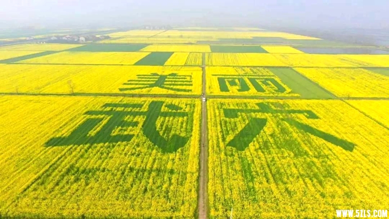 黄泥湖油菜花观赏点.JPG
