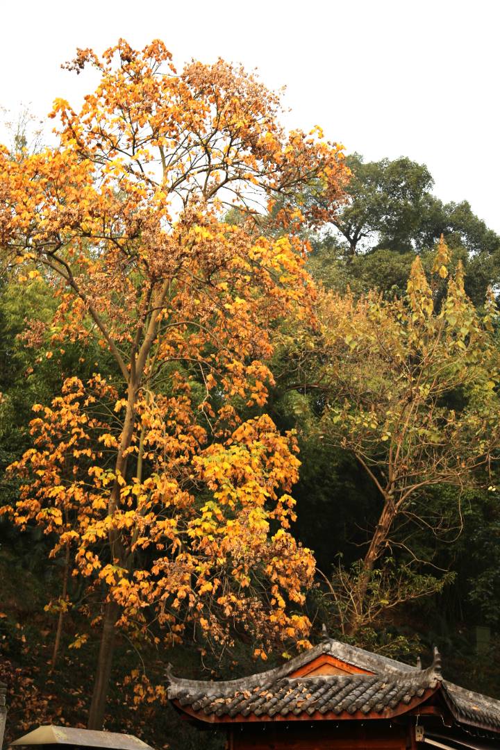 IMG_4410_副本.jpg