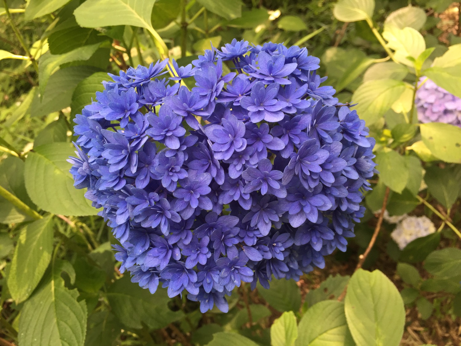 C2983C19-2F7C-453C-A68B-98A11A54D57C.jpeg