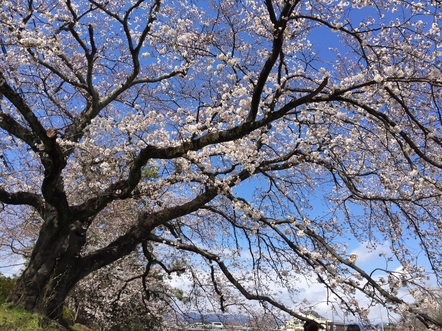 C17CC41A-8FB5-4F2F-BC7F-F0141B7D58DB.jpeg