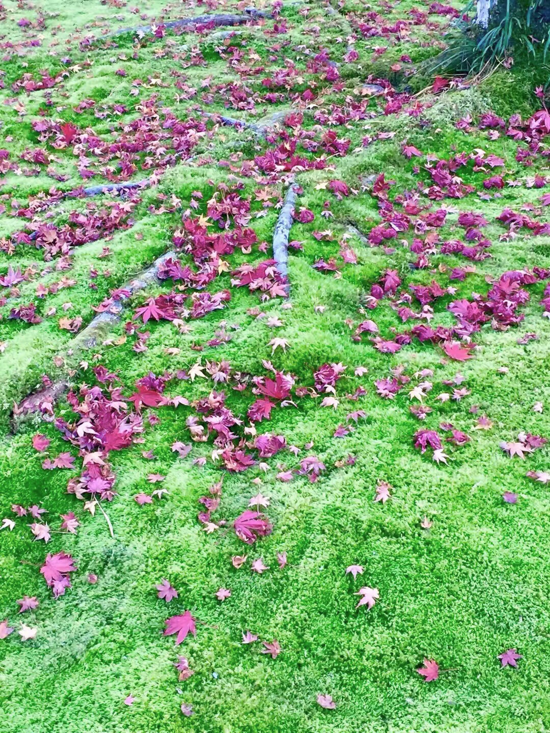 39AB68F9-05E5-418E-BA7F-5929EB383CA9.jpeg