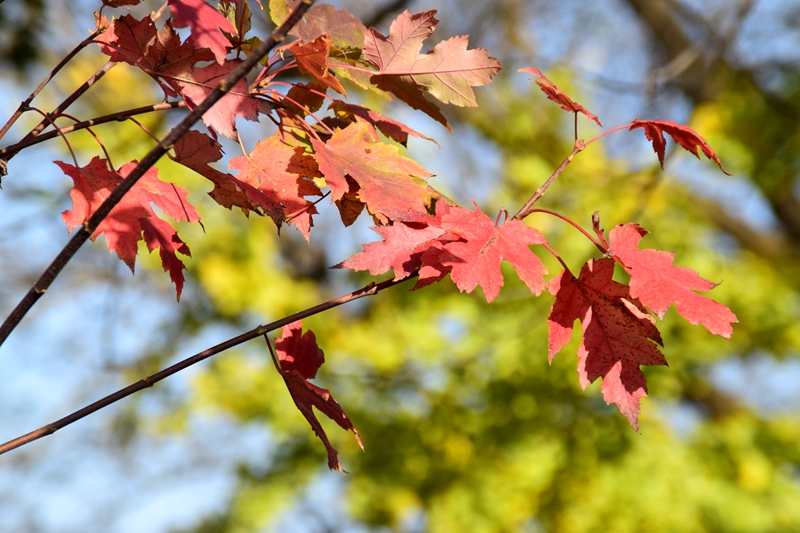 DSC_6876.JPG