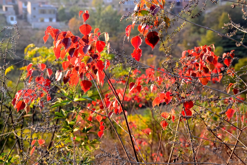 DSC_7104.JPG