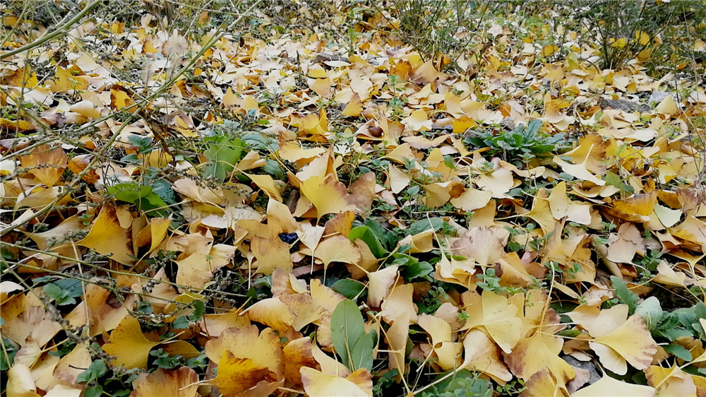 CAP_20201114_143259.jpg