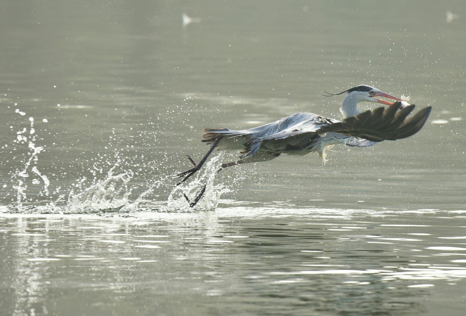 DSC_2259.jpg