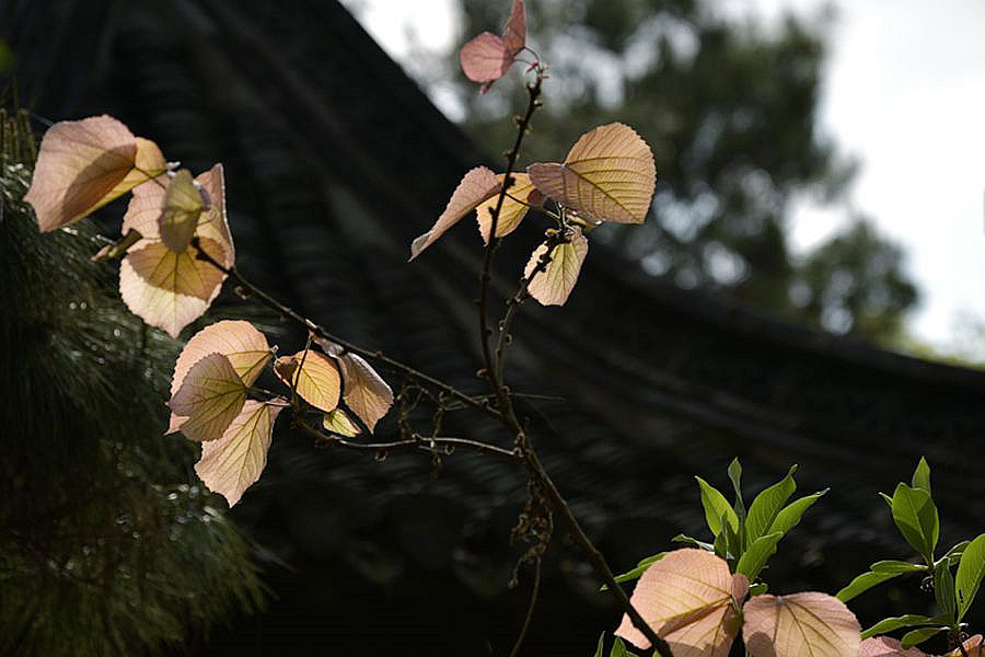 _DSC8069__.jpg