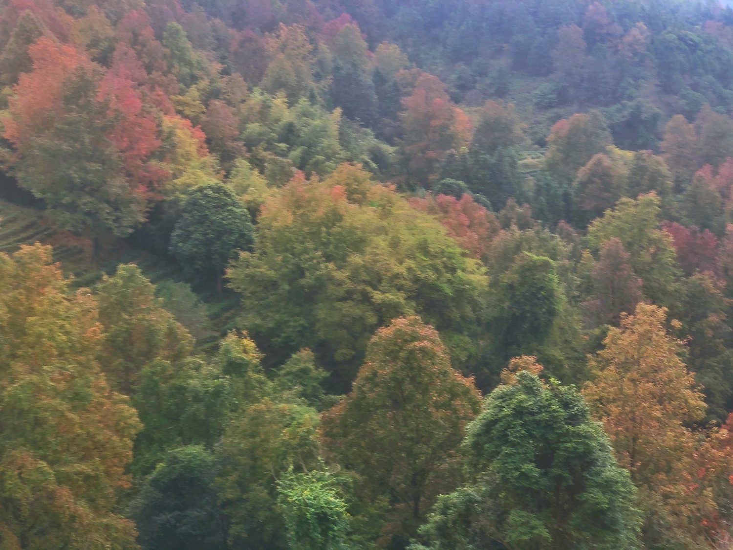 B2D97936-5575-4E0E-BB44-40B87F0F60FF.jpeg