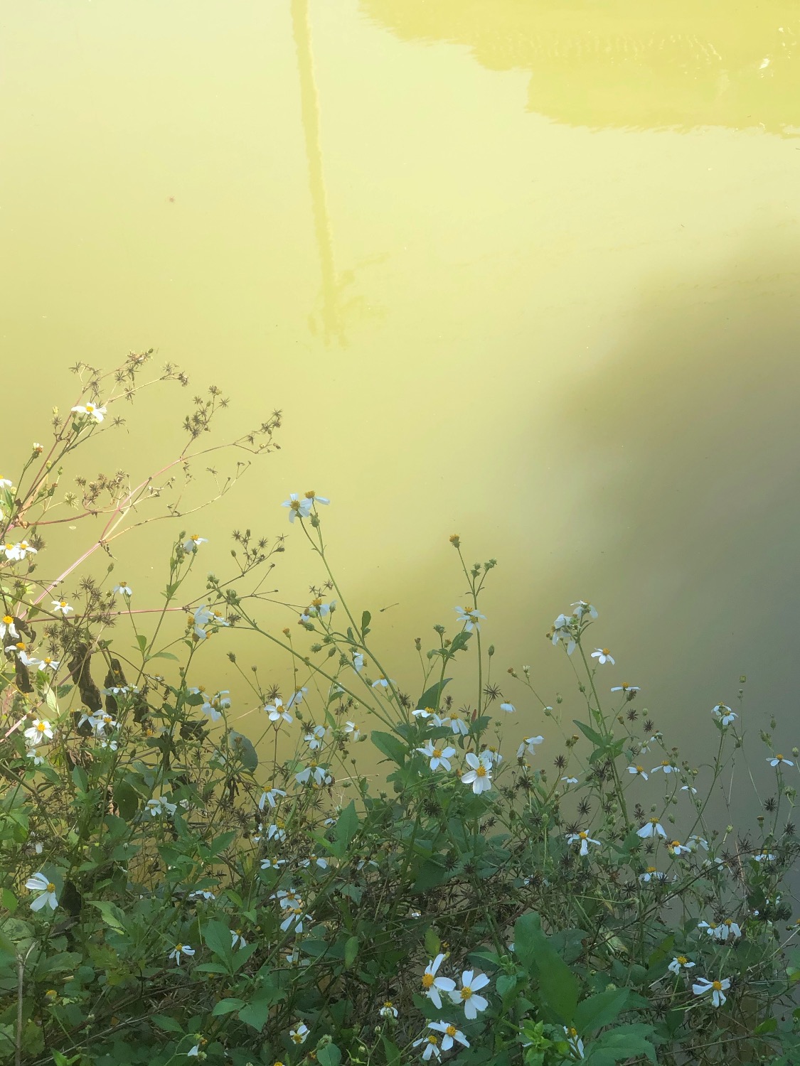 D4823A34-7588-425A-B39D-FA351AD9DAF0.jpeg